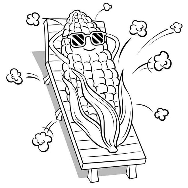 milho tomando sol