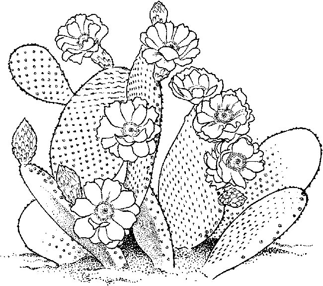 cactos realistas