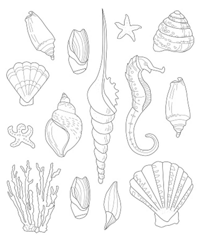 conchas desenhos de conchas