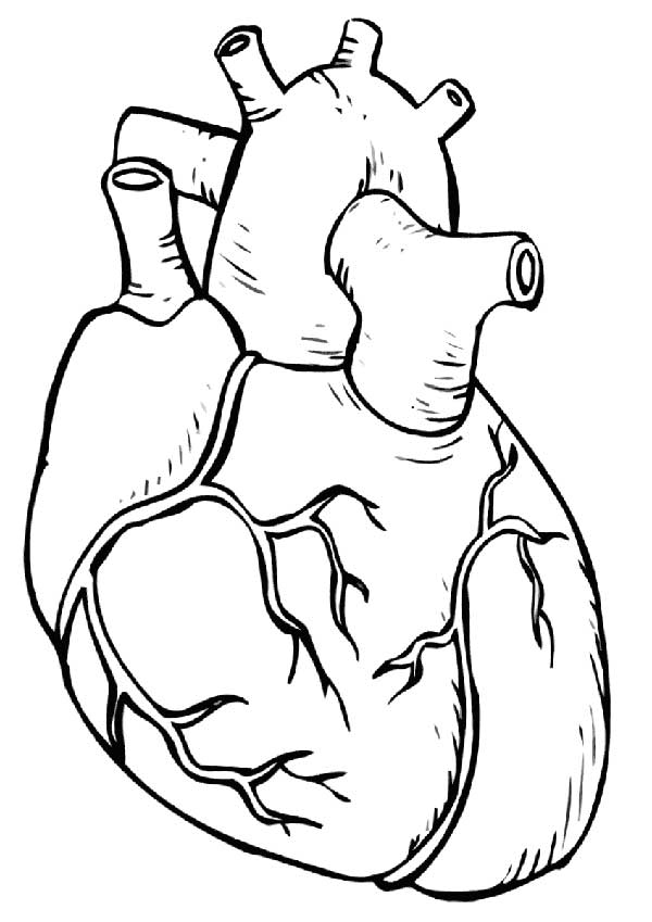 Como Desenhar Coração? Materiais, Ilustrações e Dicas