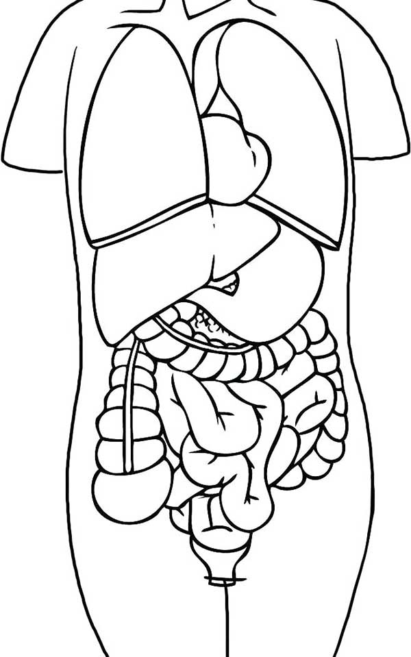 55+ Desenhos Educativos de Anatomia para Imprimir e Colorir