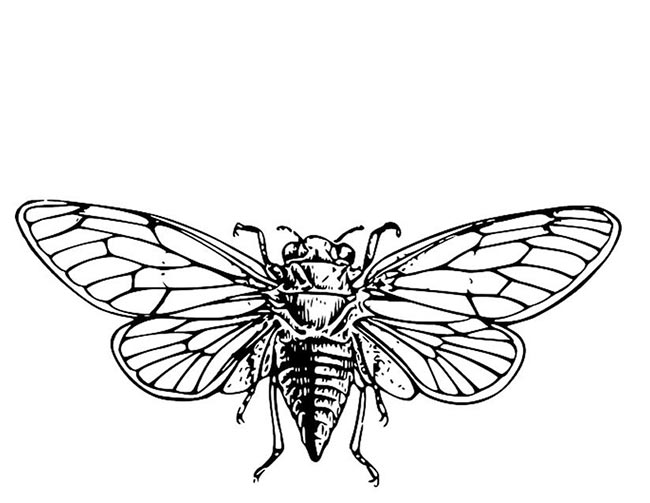 desenhos de cigarras para pintar 3 desenhos de cigarras para pintar 3