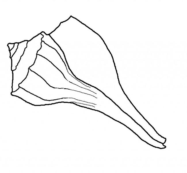desenhos de concha para colorir desenhos de conchas para imprimir