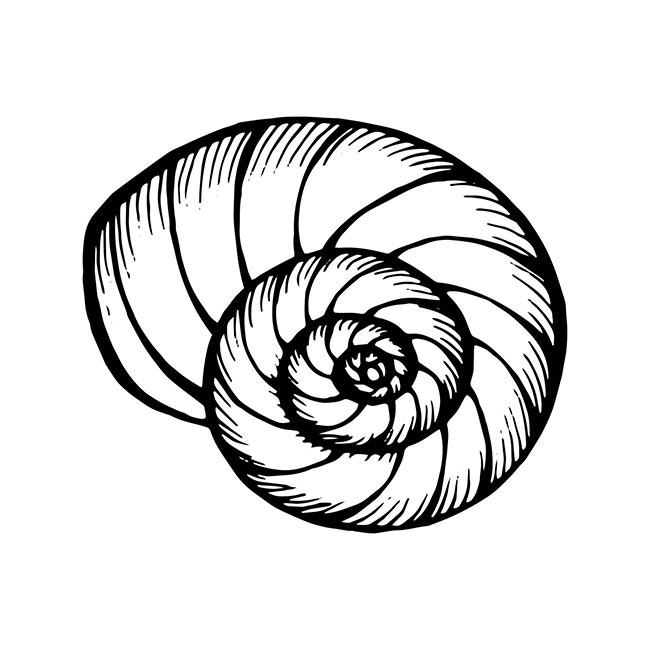 desenhos de conchas para colorir atividades do fundo do mar