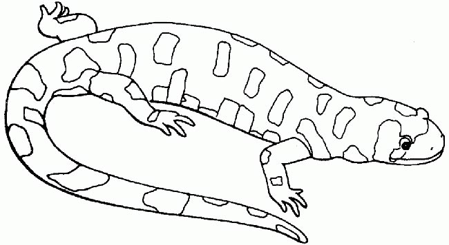 desenhos de lagartixa para impressao parente dos répteis
