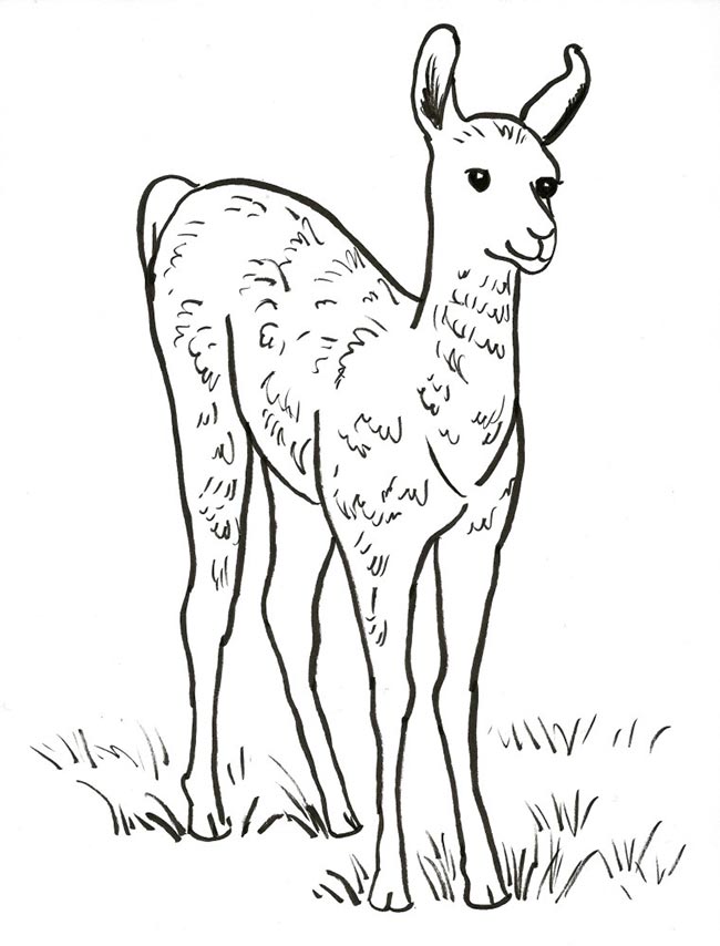 Desenhos de Lhamas para colorir