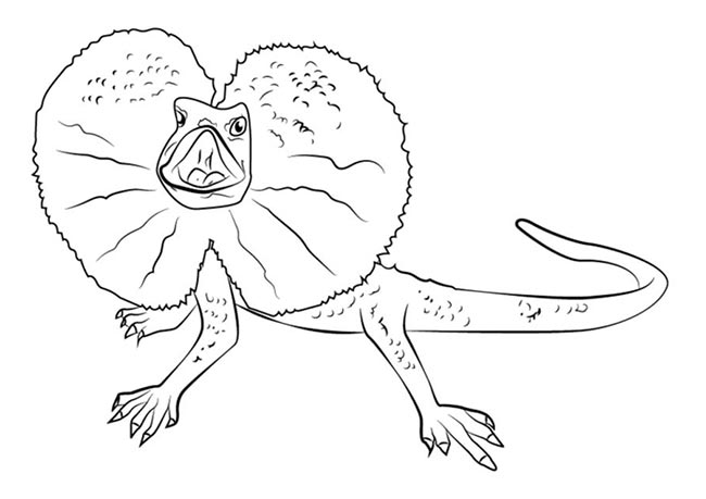especies diferentes 3 desenhos de lagartixa para pintar