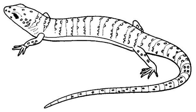 lagartixa 1