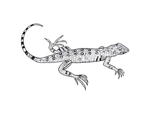 lagartixa para pintar 3 desenhos de lagartixa para download
