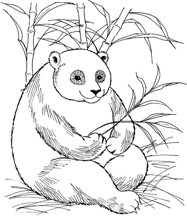 desenhos de ursinhos para colorir