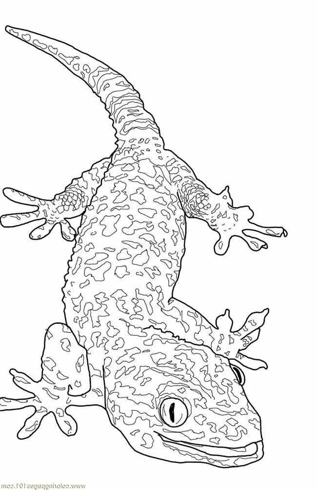 37+ Desenhos de Lagartixa para Imprimir e Colorir/Pintar