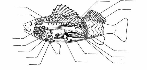 peixe para colorir
