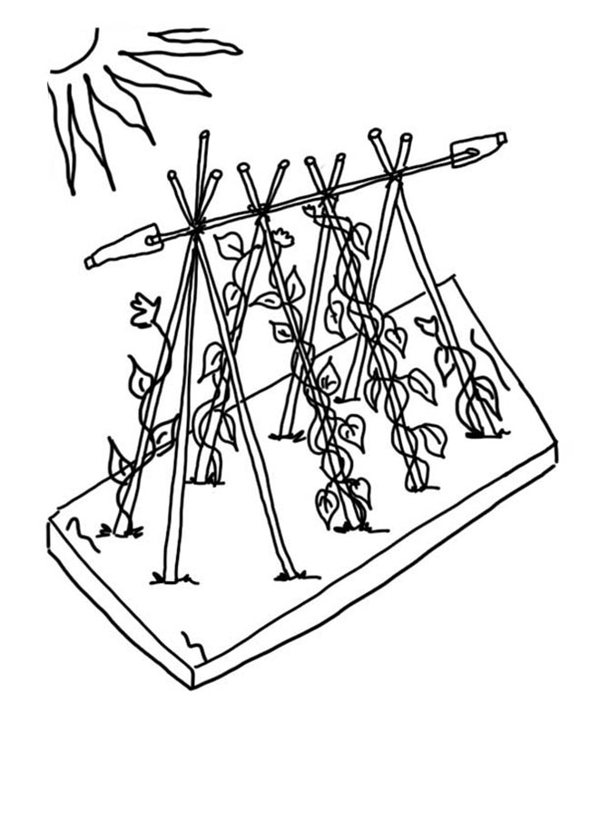 desenhos de verduras para imprimir