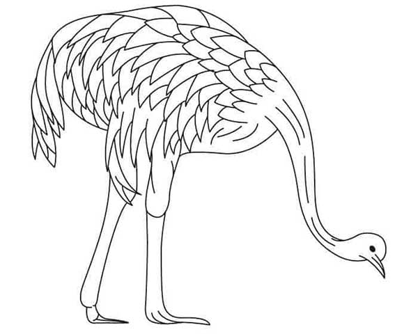 35+ Desenhos de Cadeia Alimentar para Imprimir e Colorir/Pintar
