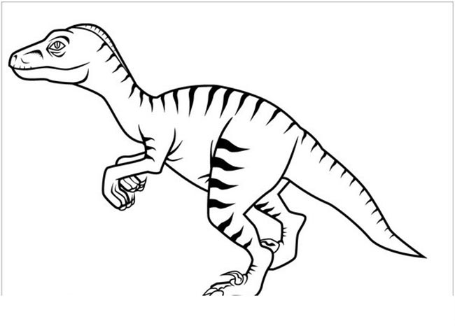 Velociraptor para colorir 3 desenhos de dinossauros