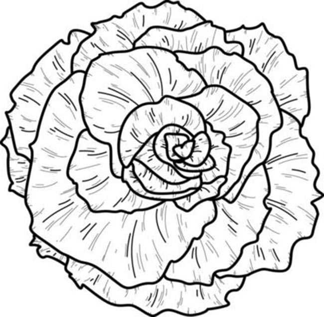 alface para colorir