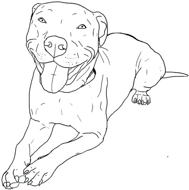 Pitbull para pintar