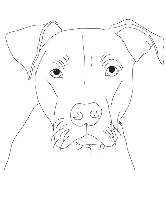Pitbull para colorir