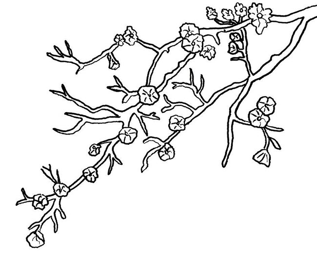 cerejeira Desenhos de Cereja