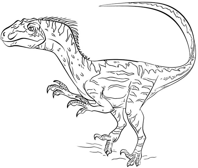 desenhos de Velociraptor para colorir 4 Desenhos de Velociraptor