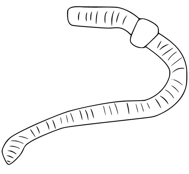 desenhos de minhoca para pintar