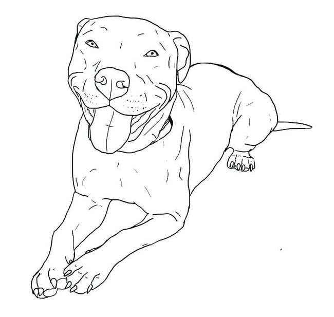 Desenhos de Pitbull para colorir