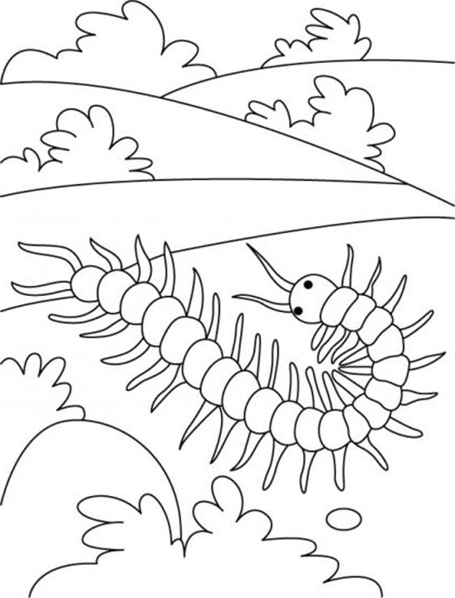 inseto para pintar 2 desenhos de centopeia para colorir
