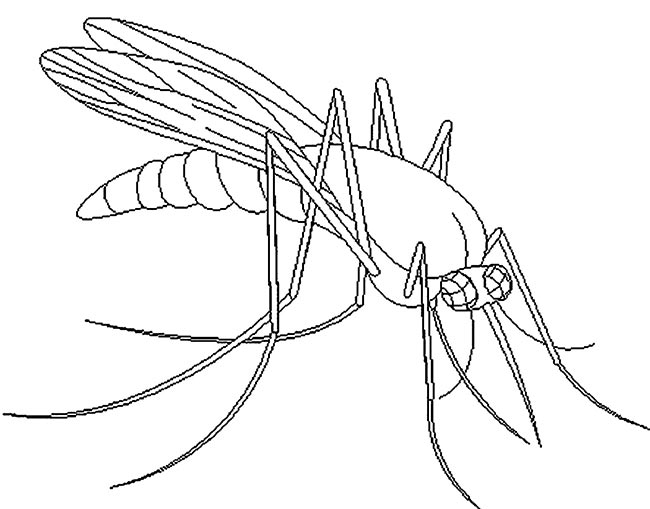 mosquito para colorir 3