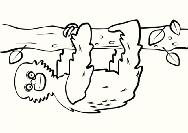 para impressao 1 2 Desenhos de Bicho Preguiça para download