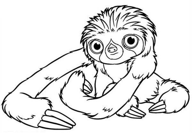 para impressao 61 atividades de Desenhos de Bicho Preguiça