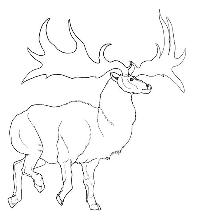 35+ Desenhos de Animais Realistas para Imprimir e Colorir/Pintar