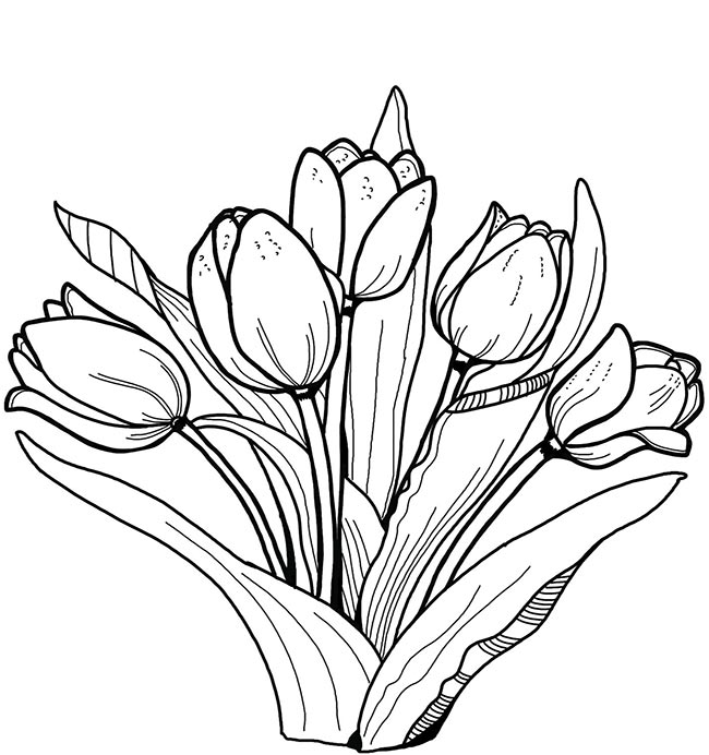 31+ Desenhos de Tulipa (Flores) para Imprimir e Colorir/Pintar