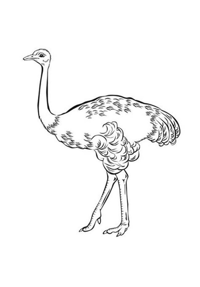 Desenho de Avestruz 1 2