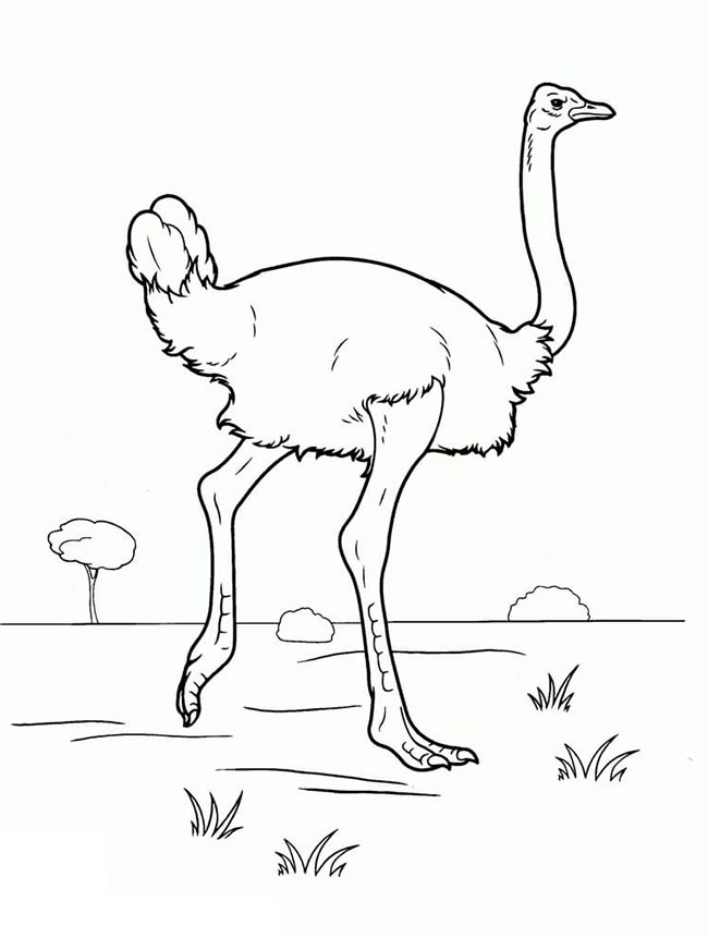 Desenhos de Avestruz para colorir 2