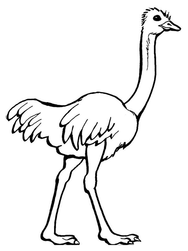 desenhos de Avestruz para imprimir 2