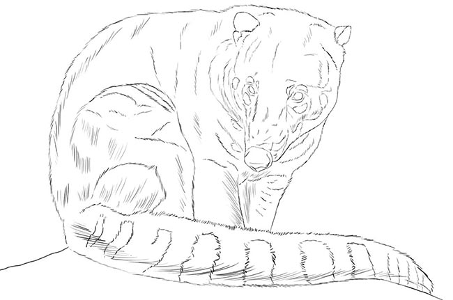 desenhos de Quatis para imprimir desenhos de Quatis para imprimir