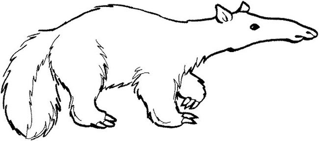 desenhos de Tamandua para pintar 1 2 desenhos de Tamandua para pintar 1 2