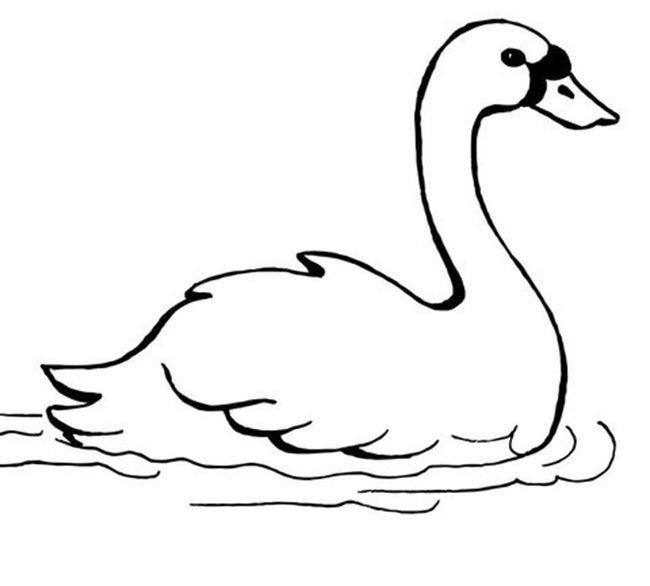 desenhos de cisne 2 desenhos de cisne 2