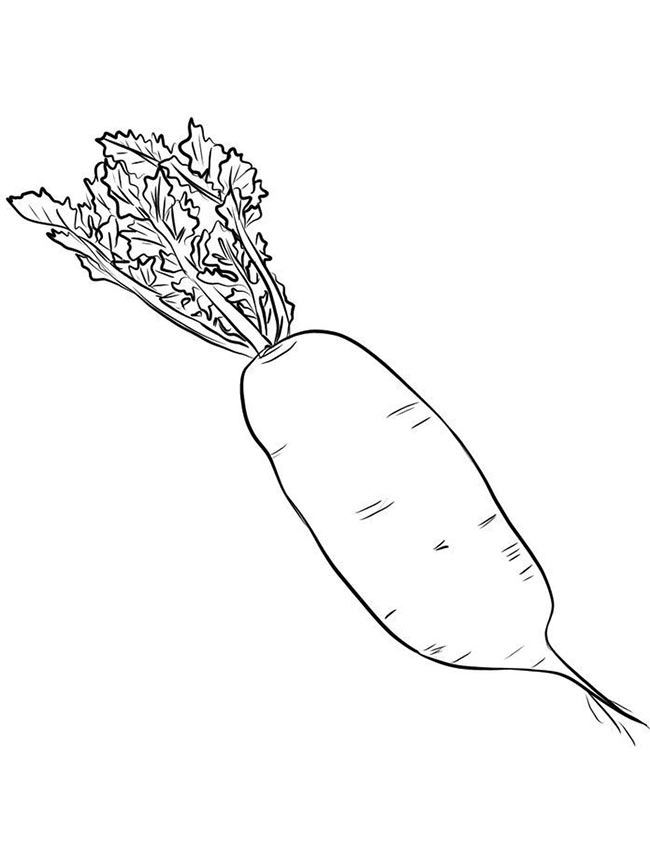 desenhos de rabanete