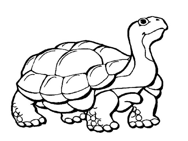 jabuti para colorir 2 jabuti para colorir 2