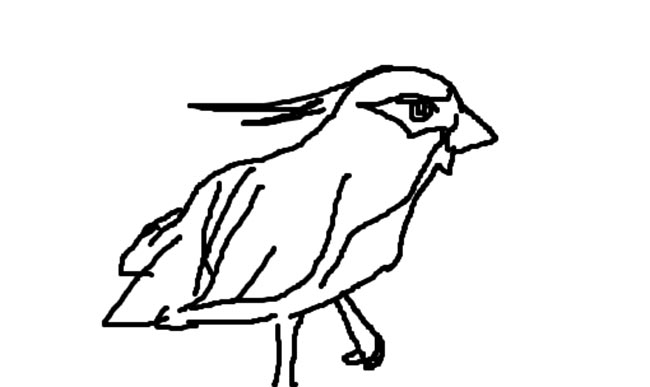 25+ Desenhos do Pássaro Quero Quero para Imprimir e Colorir