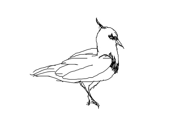 25+ Desenhos do Pássaro Quero Quero para Imprimir e Colorir