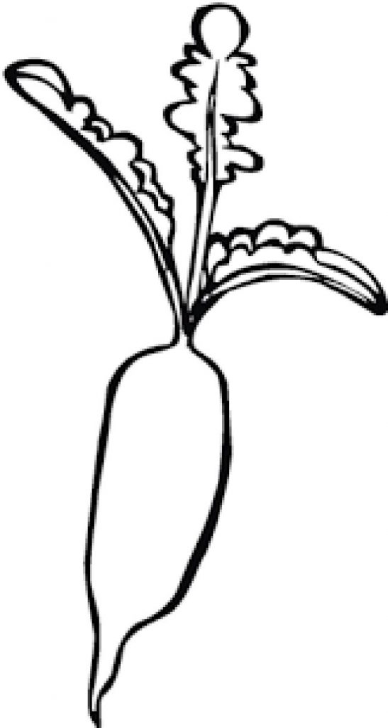 rabanete para colorir