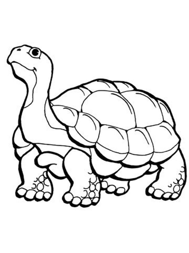 tartaruga 3 tartaruga 3