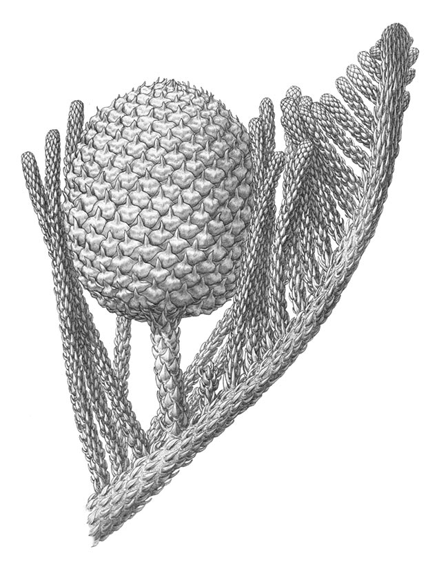 Araucaria para imprimir 2