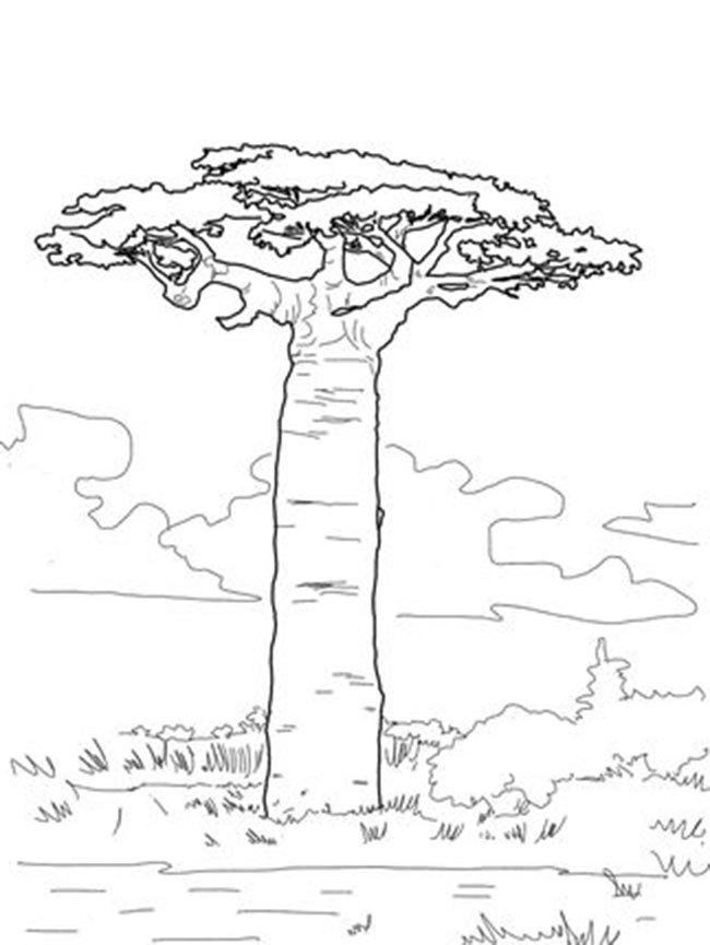 Baoba 1