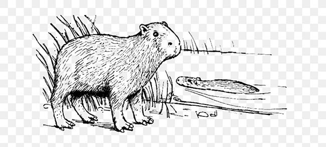 agouti agouti