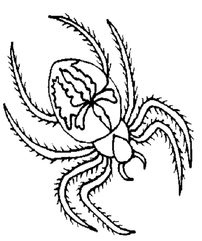 aracnideos para pintar 2 aracnideos para pintar 2