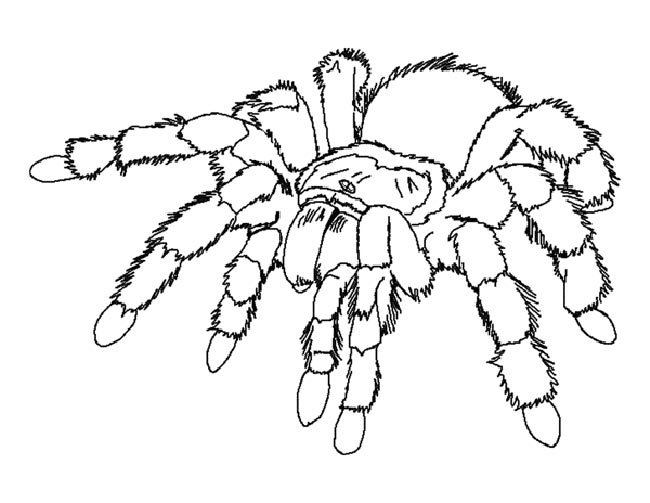 aranha felpuda 2