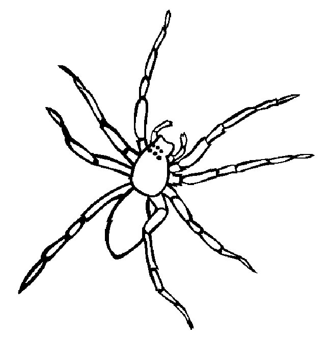 aranha para pintar 2 aranha para pintar 2